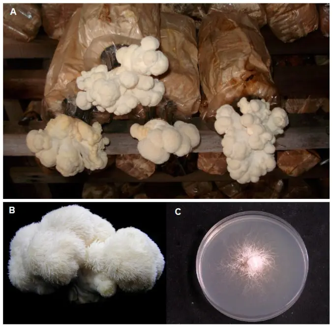 ¿Qué es la melena de león (Hericium erinaceus)? revisa todo en Mitahara y sus beneficios