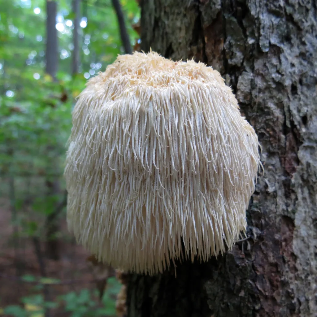 ¿Qué es la melena de león (Hericium erinaceus)?